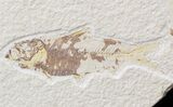 Multiple Knightia Fossil Fish Plate - x #42456-2